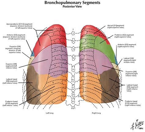 Apical zone .